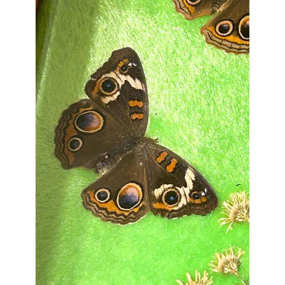 Vintage Framed Taxidermy Butterfly Buckeye Art Specimen Collection Curiosities - Picture 8 of 10